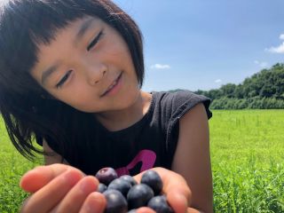 こんなにおおきいブルーベリー!みんなたべにきてね!