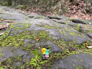 箱根東海道の石畳をゆっくり散策しながら コケウォッチング