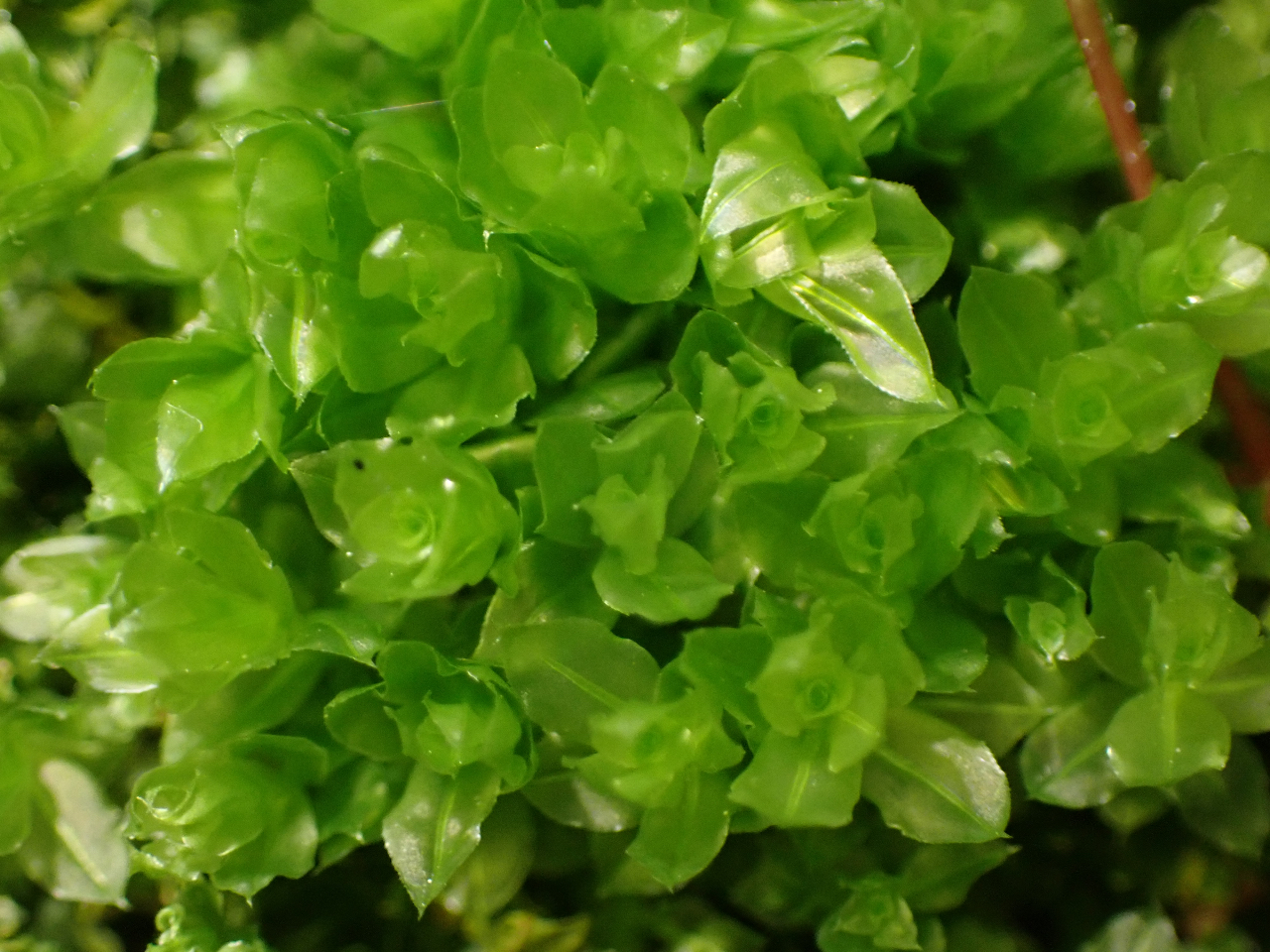 ルーペを使ってミクロな苔の世界へ