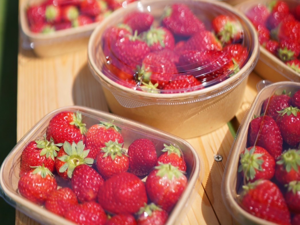 ≪大阪府八尾市/いちご狩り!！≫ 60分間いちごの詰め放題！？ カップル