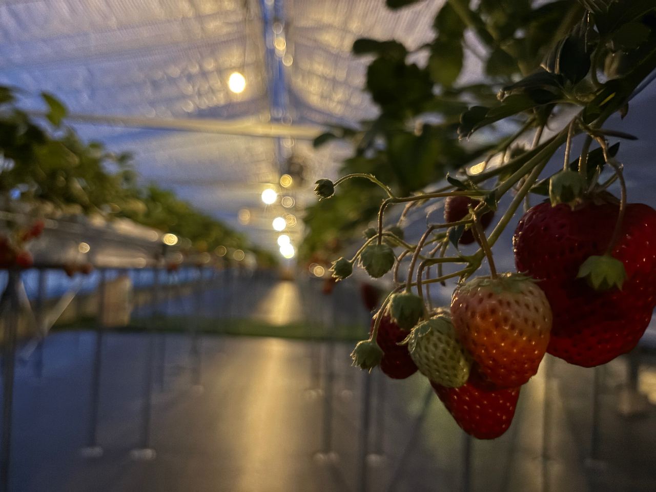 ��̂��������