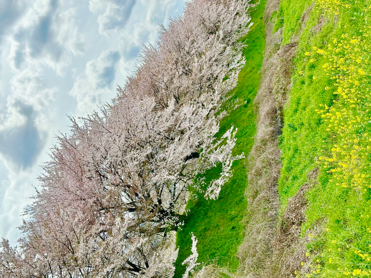 ���̎����́A�H�[�̂����O�̉͌��͌����ȍ����؂ɂȂ�܂��B����ł��̂ŏt�̋��s���s�̍ۂɂ͂��Ѝ������y���݂���������