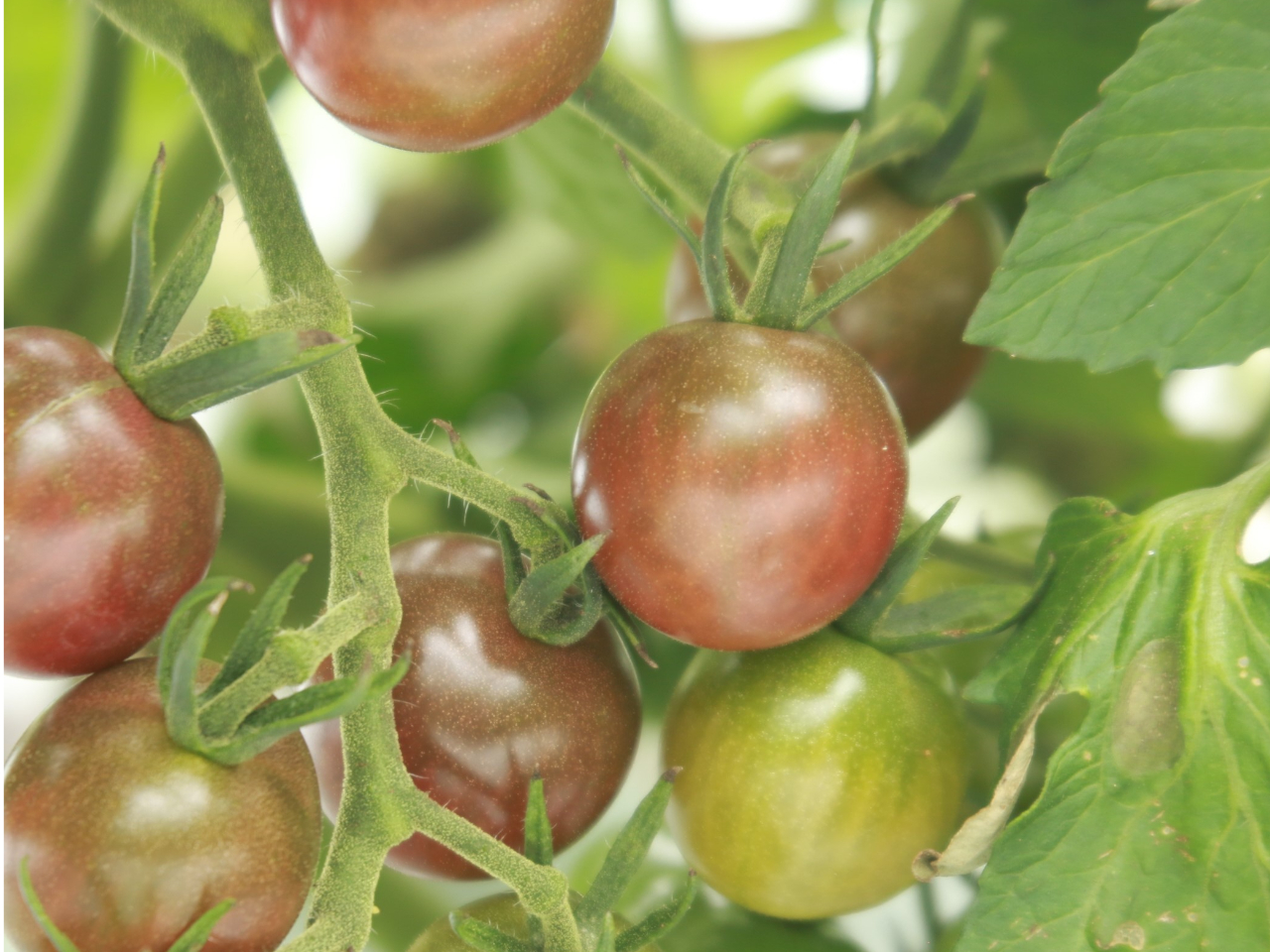 トスカーナバイオレット