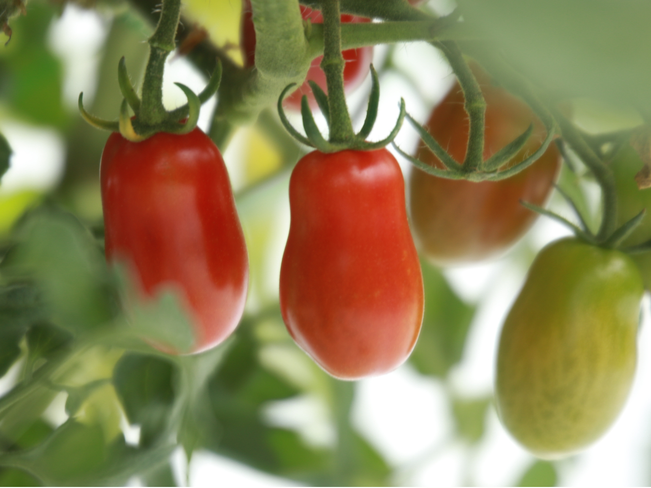 東京都八王子×フルーツミニトマト狩り』農薬・化学肥料不使用 30分食べ