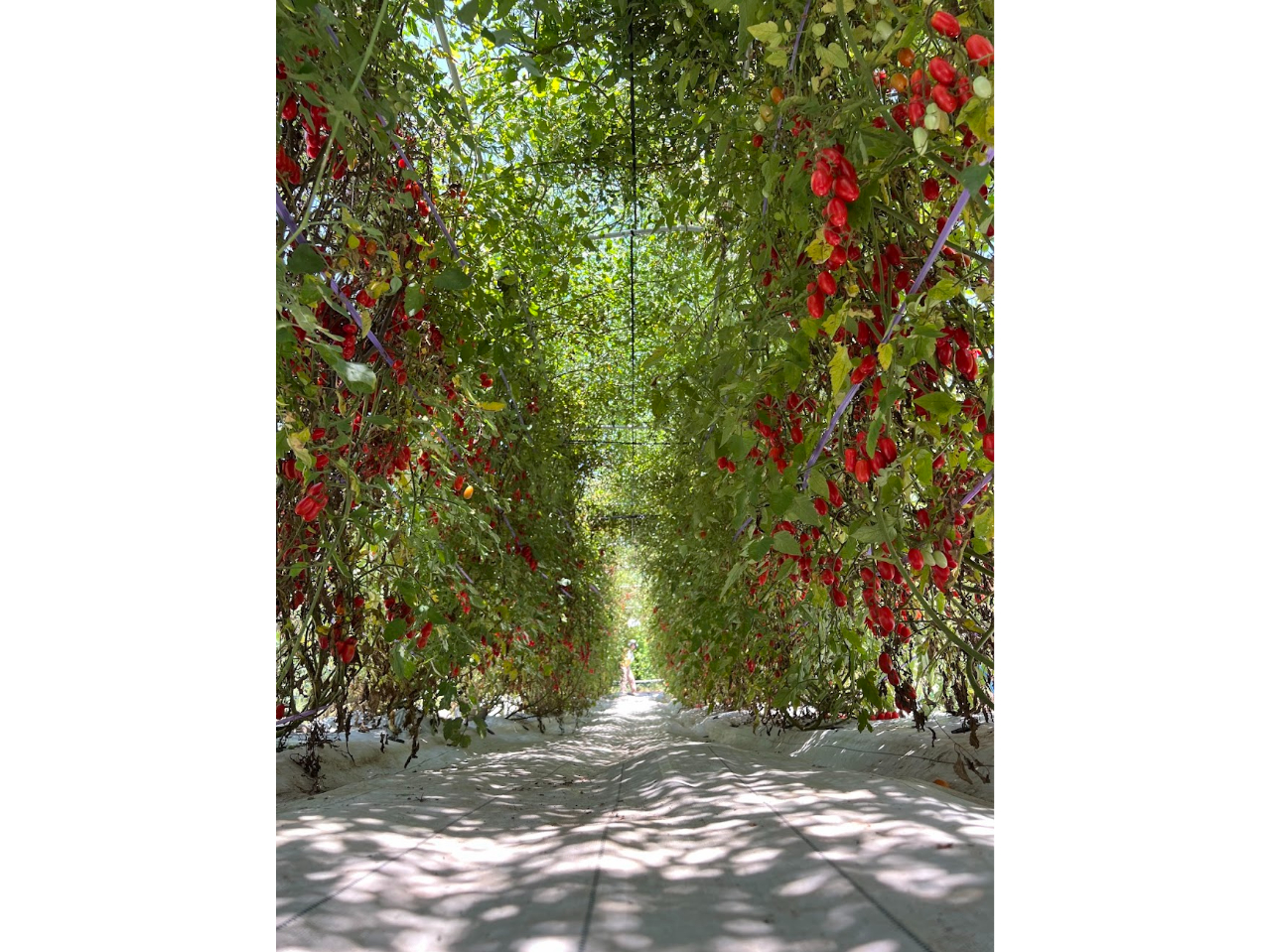 最盛期のトマトトンネル(2024年)