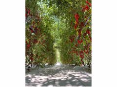 最盛期のトマトトンネル(2024年)