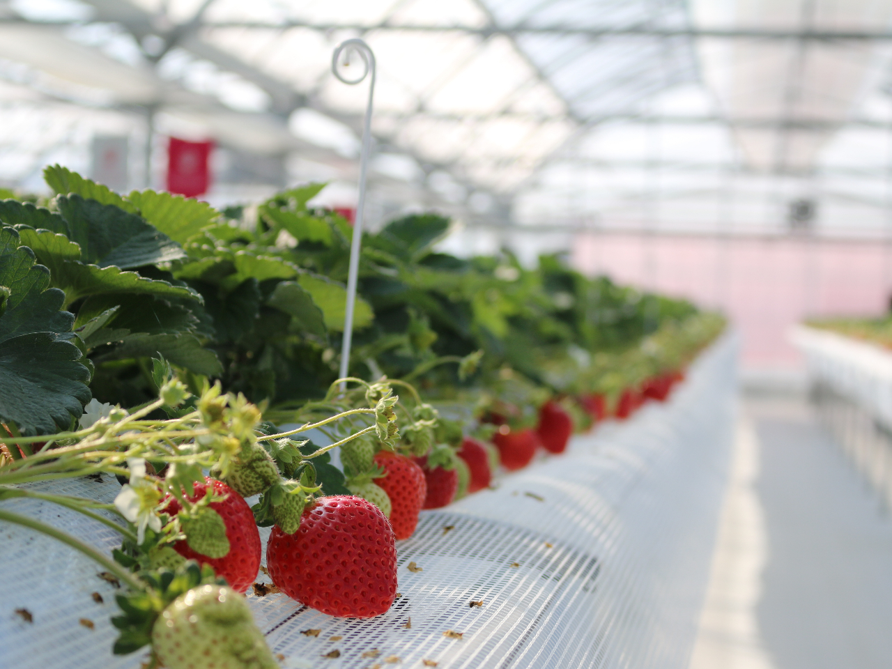 新鮮で完熟した美味しいいちご6品種あります♪