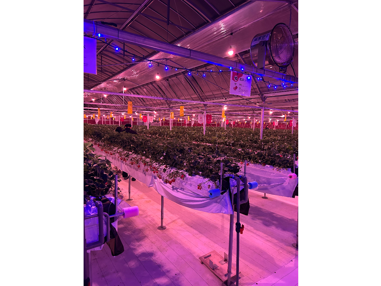 sJÁûv`strawberry@night`@ڂInstagramɂāI