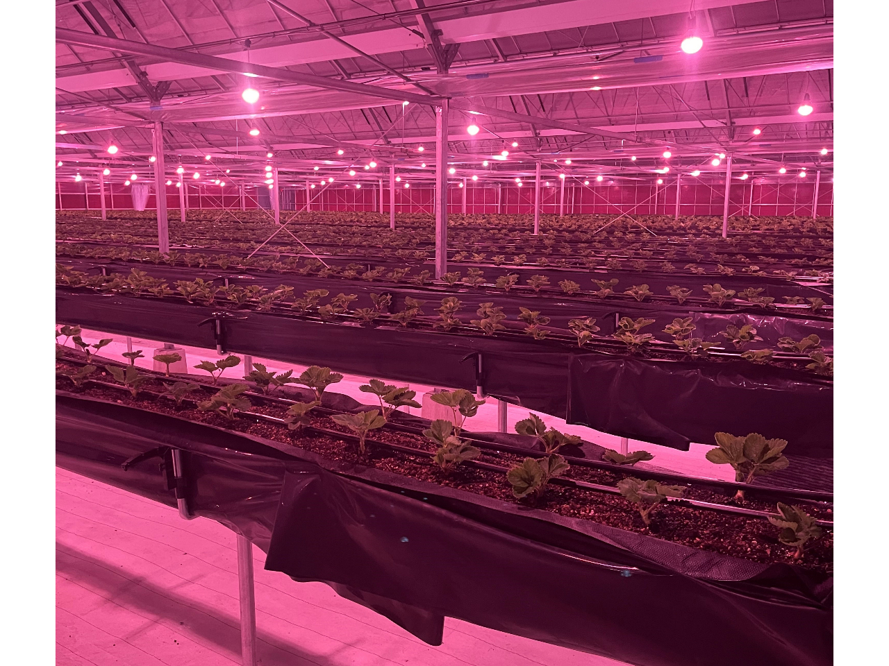 CgAbvꂽnEXIƂĂzIł