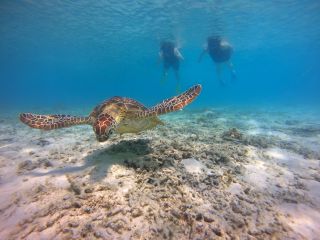 海がめ遭遇率90%以上!?