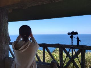 トップシーズンは展望台から10頭近くのクジラが見られます。