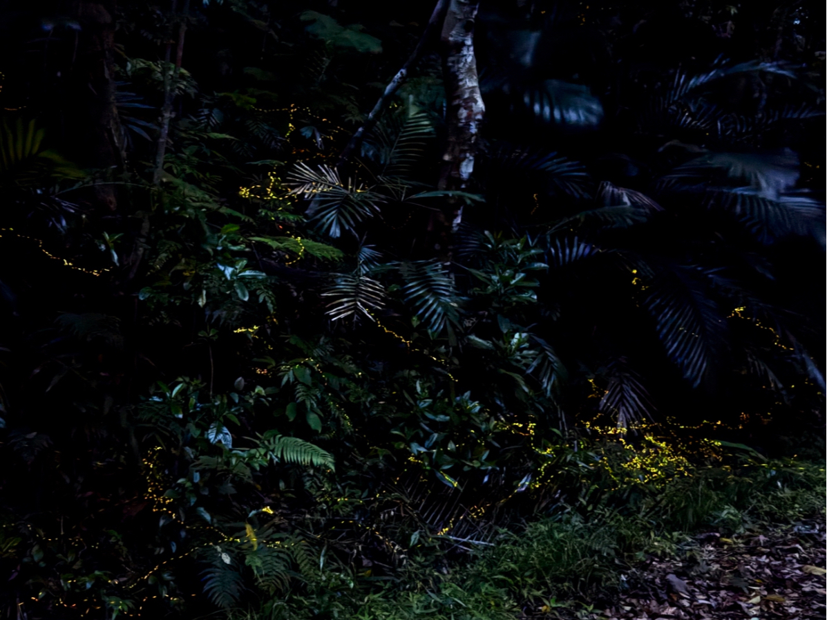 Ղ̌G}q{^́A{ōłނŁA̒͂킸5mmOƂAp͂܂ŏȐ̂悤łƂĂzIłI