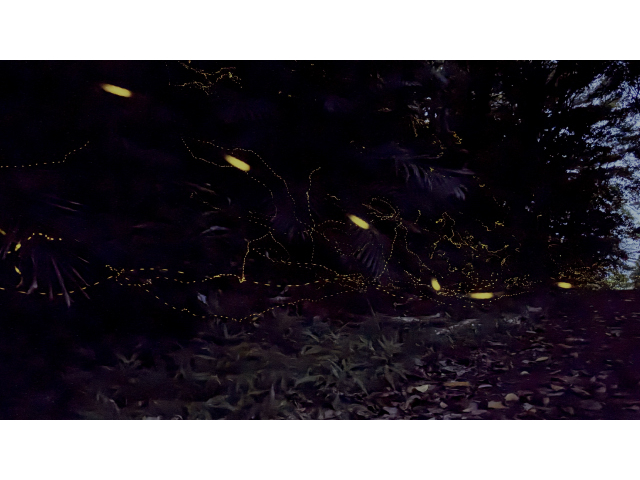 Ղ̌G}q{^́A{ōłނŁA̒͂킸5mmOƂAp͂܂ŏȐ̂悤łƂĂzIłI