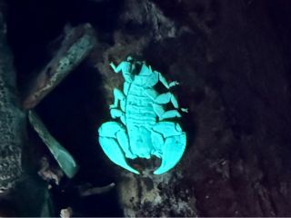 ヤエヤマサソリ