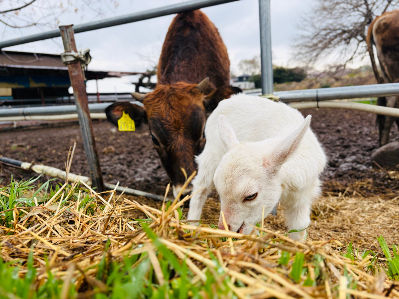 ���[���[�p���_�C�X�̎ʐ^2