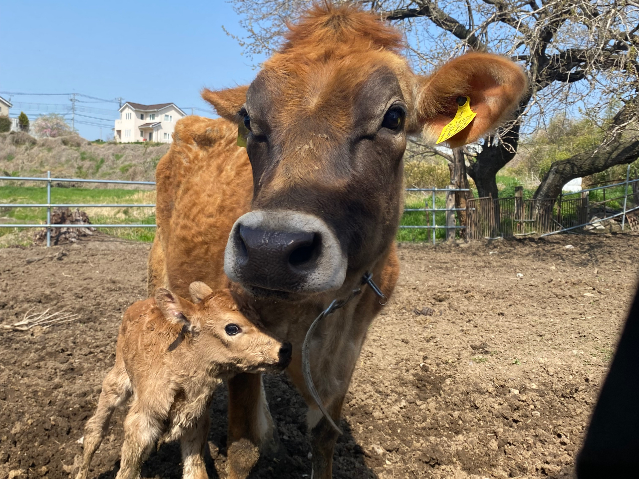 ���[���[�p���_�C�X�̎ʐ^4