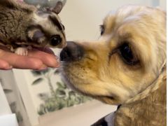 犬や、ミーアキャット、モモンガや、コールダック、手のひらサイズのお猿や、うさぎ、鳥などなど‥Luffの動物スタッフ達は種類の壁を飛び越えて、みんなが仲良し!!