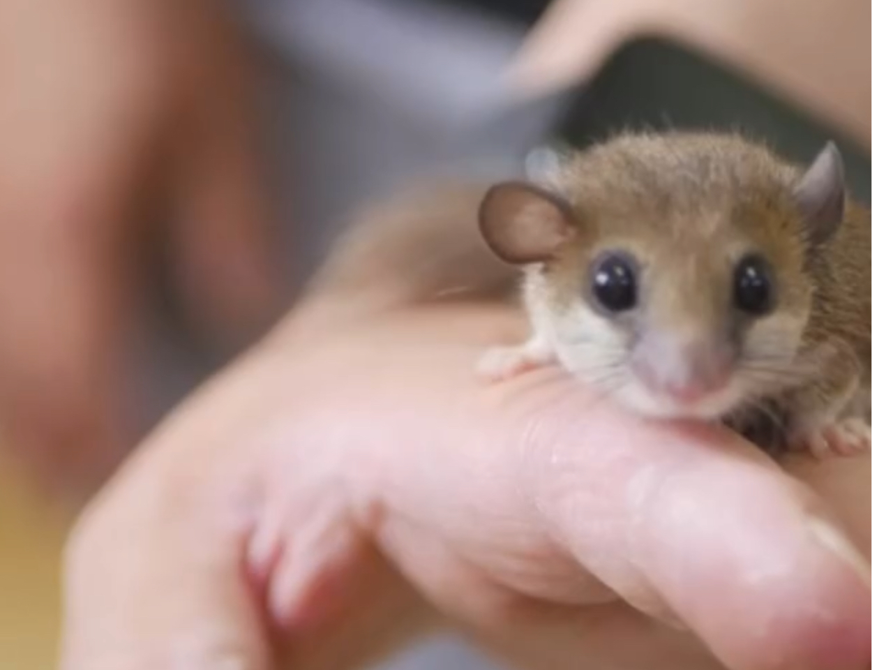 あまり見られた事がないちっさな動物もLuffには沢山います!おっきな動物は少し怖いかも?と思われる、お子様やペットを飼われた経験のないお客様もご安心ください!