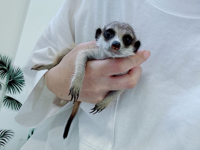 テレビやSNSなどで良く登場するミーアキャット!Luffのベタなれのミーアキャットは抱っこも出来ちゃいます!フリールームに入って頂き思う存分ふれあってください!