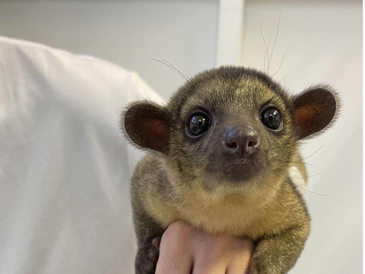 【京田辺市×ふれあい動物園】★ミーアキャット、ハリネズミ、ウサギなど小動物からエ...