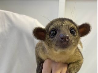 キンカジューのベビーがLuffに仲間入り!!ベタ慣れキンカジューに会いに来てね!