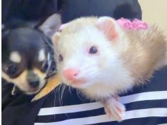看板犬のちっくんとフェレットのふとし君!二人を一緒に抱っこも出来ちゃいます^_^
