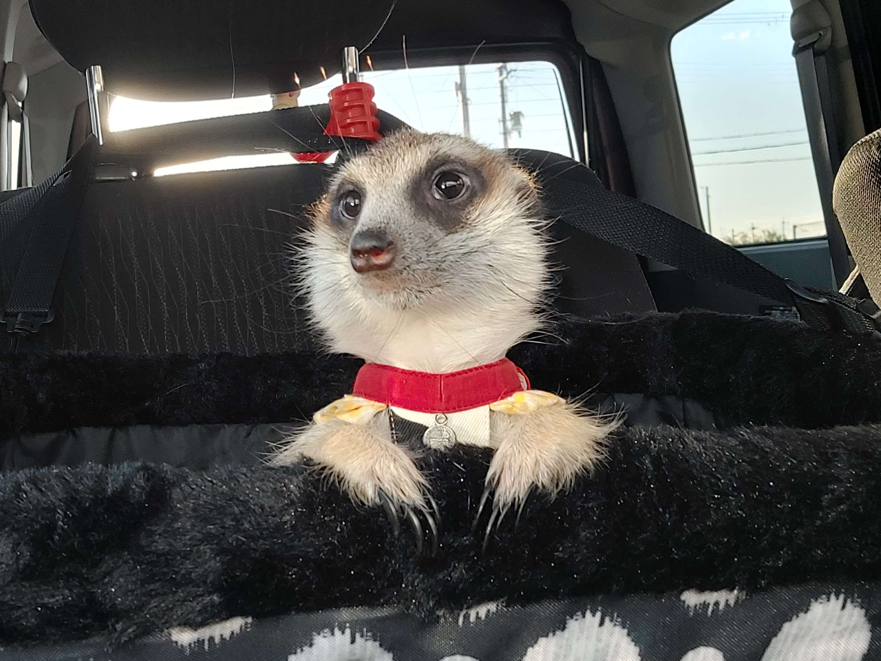 【京田辺市×ふれあい動物園】時間が90分に拡大!わんちゃんと小動物の2部屋を行き...