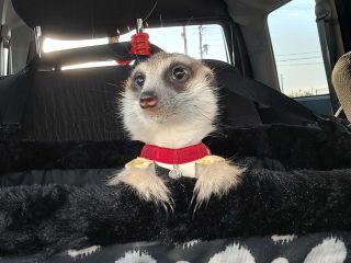 ミーアキャットがLuffに仲間入り!!ベタ慣れミーアキャットに会いに来てね!