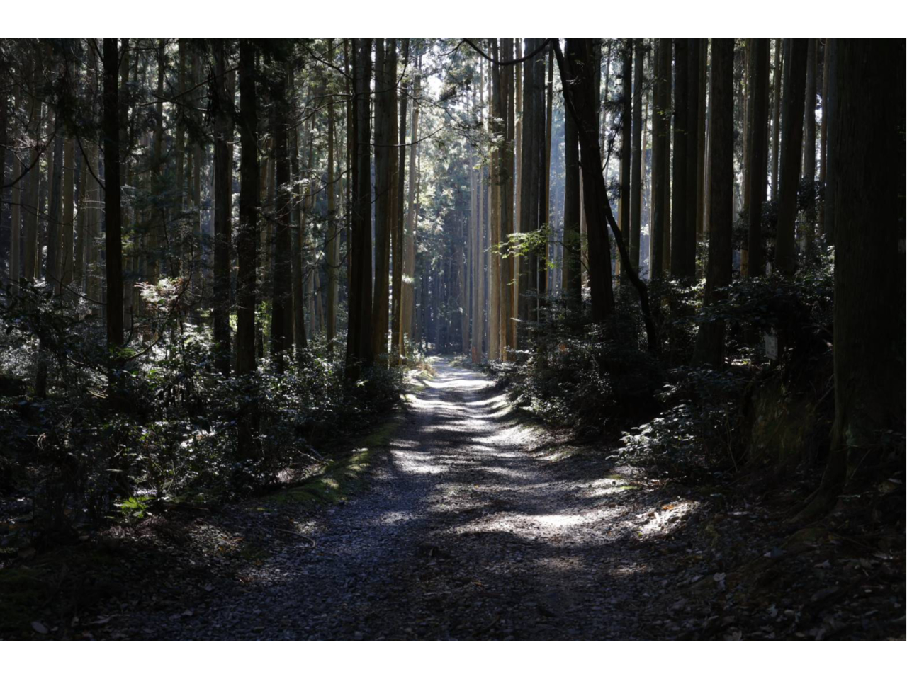 ���R�Ɉ͂܂ꂽ���|�̗��A�F���Y�R�ɍH�[���\���Ă��܂��B