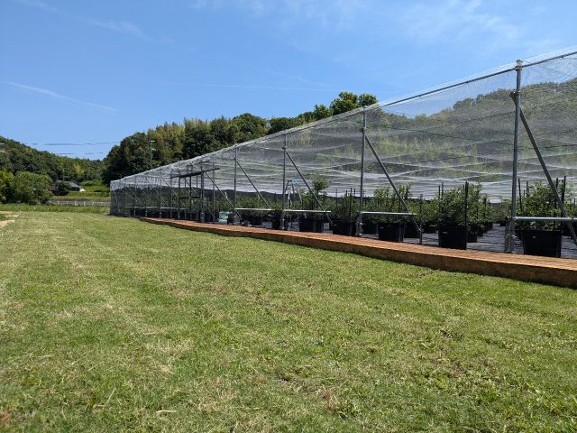 園前には芝生が広がっています。お子さんと一緒に駆け回ってみてください。