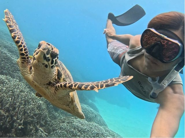 ウミガメと泳げるチャンスも!