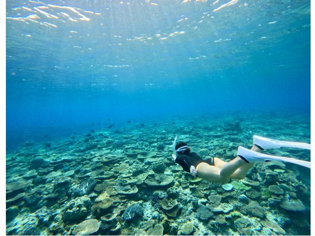 大迫力の珊瑚礁を間近で!
