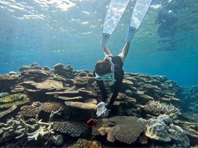 クマノミたちともお友達に