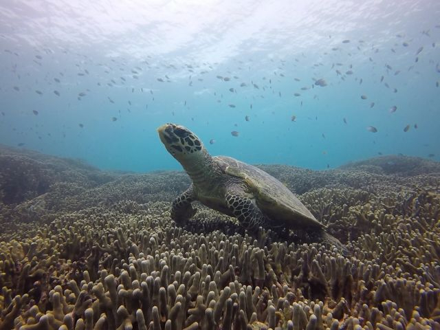 昨年は高確率で遭遇できたウミガメさんたち\(^o^)/