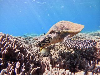 ウミガメの棲むシュノーケルポイント♪