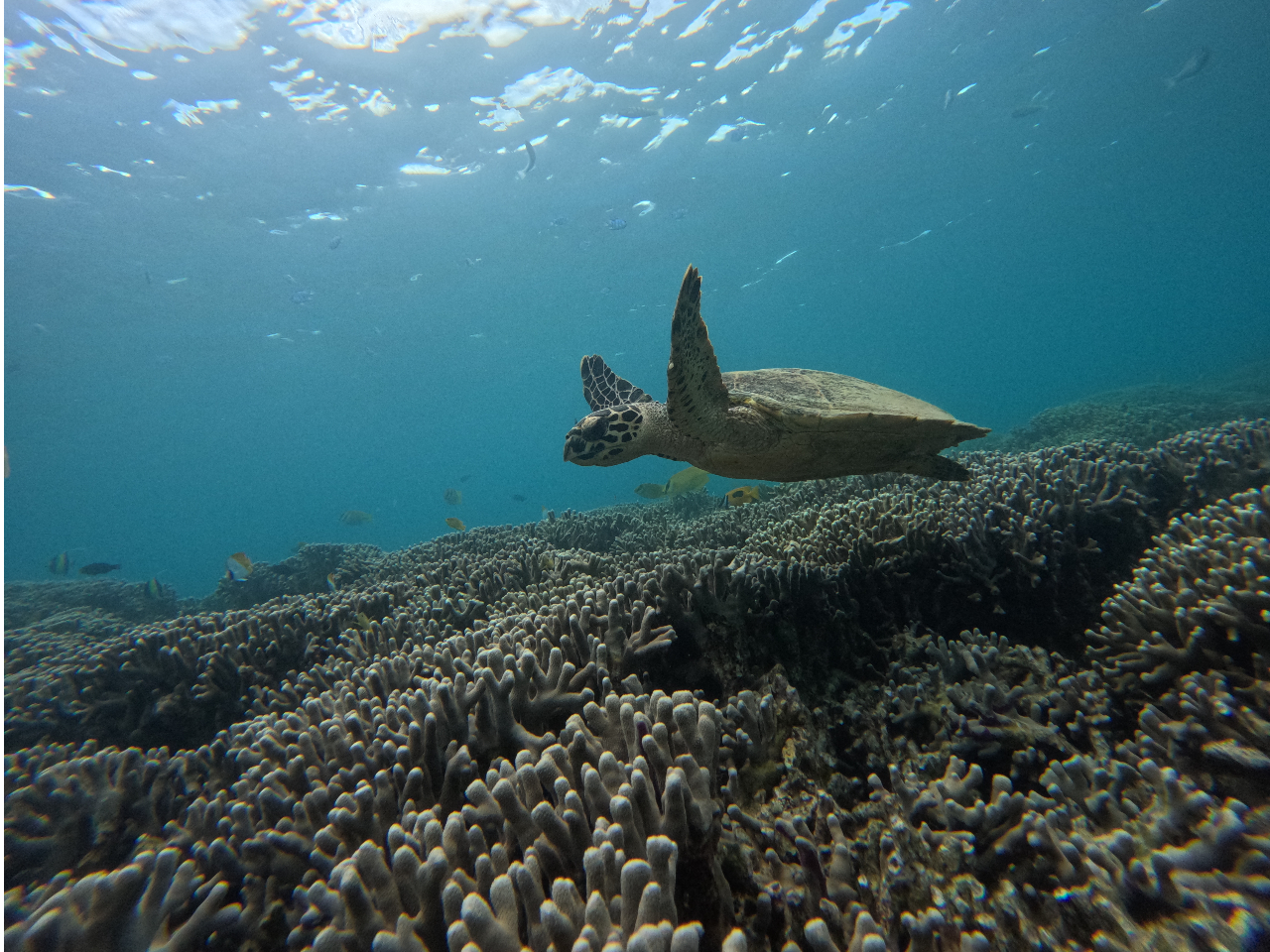 �E�~�K���������������鐣�꓇�̊C����������������̂ŃV���m�[�P�����O�̍ۂ͐�������`���`���Ă݂ĉ������_(^o^)�^