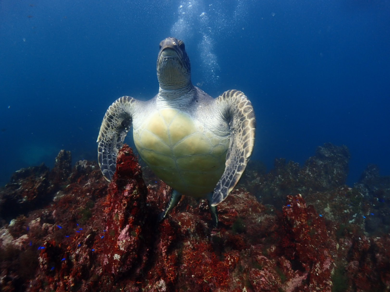 E~K͑傫q珬Ȏq܂łS̏ZݒĂ܂