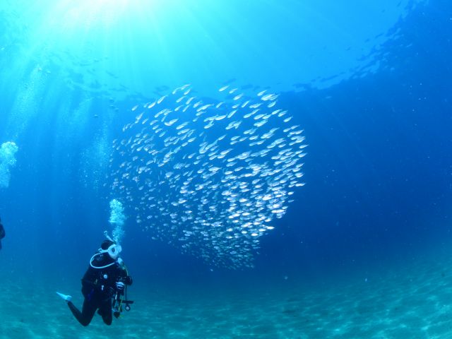 時には沖縄のような透明度になることも