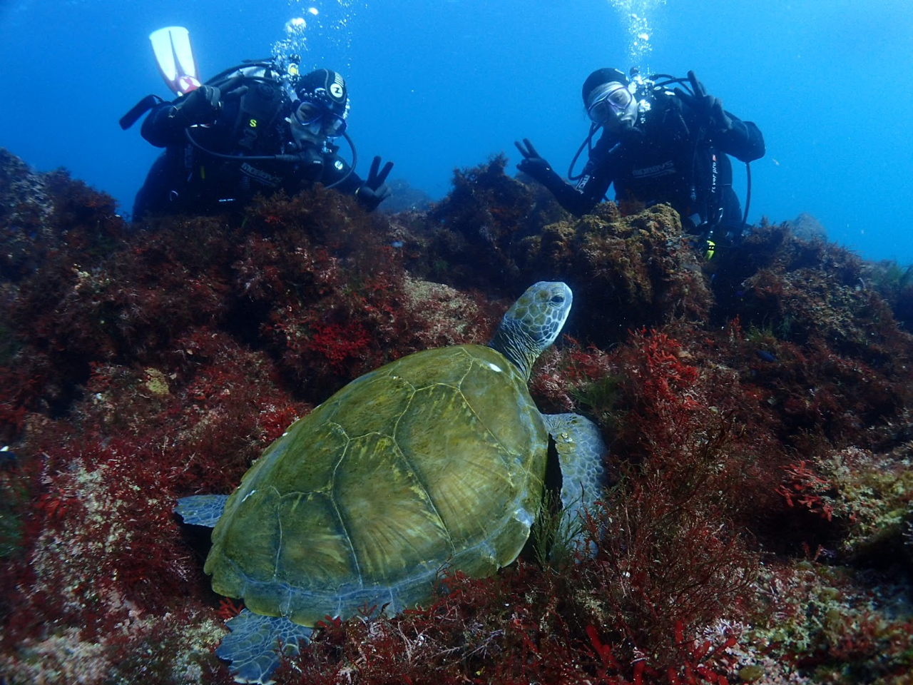 ウミガメが住み着いているので会えるかも