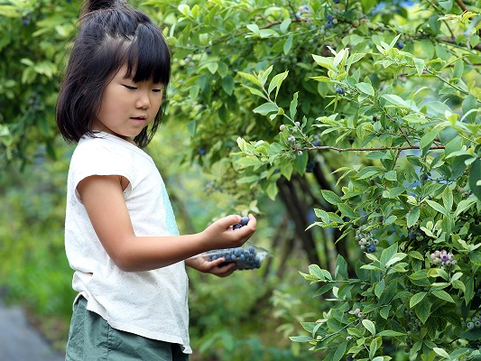 ≪祖谷/ブルーベリー狩り≫絶景を見ながら、涼しくブルーベリー狩り!【カップルやフ...