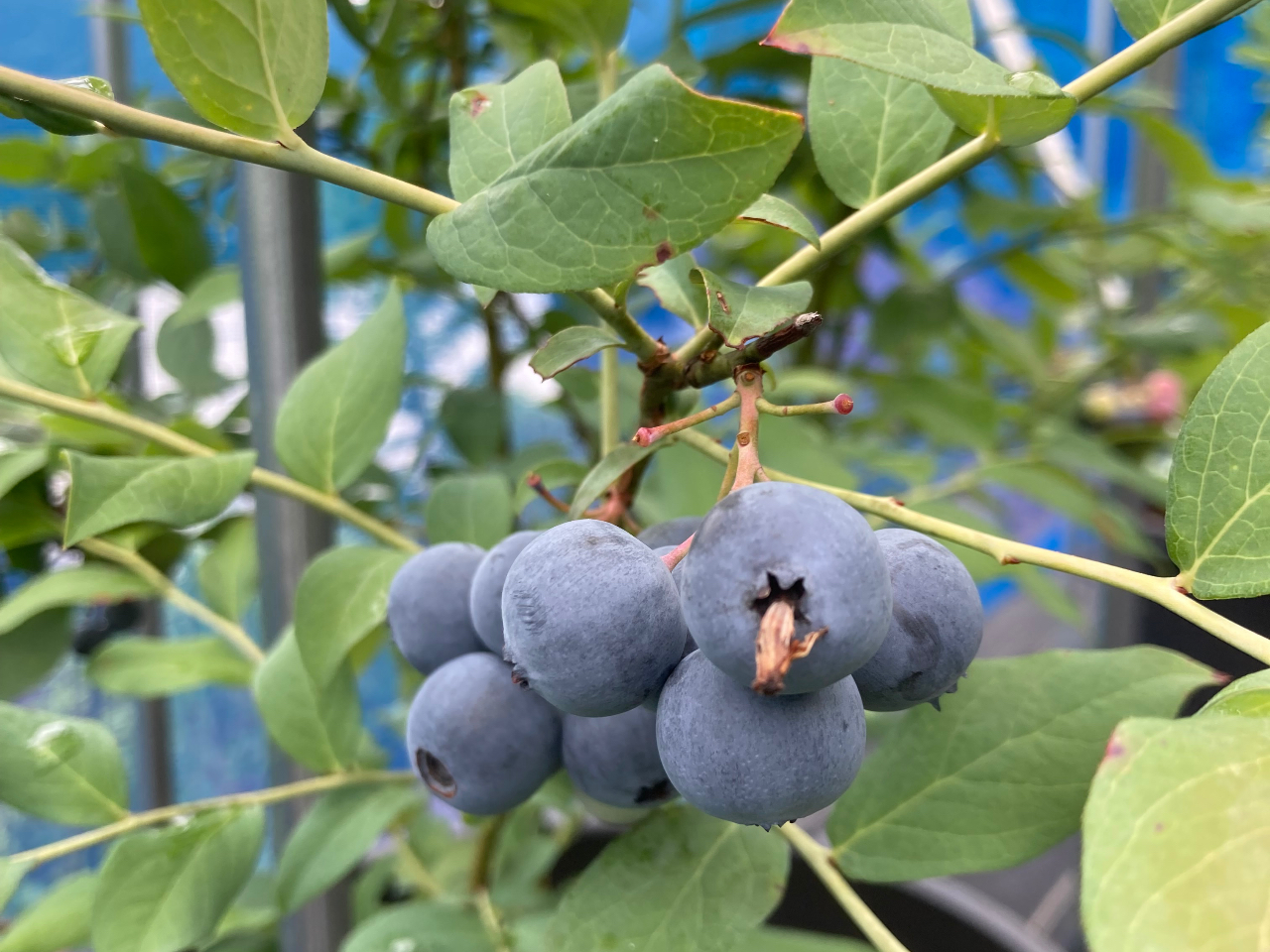 �V�����{����́A�Â��o�c�O���̃��r�b�g�A�C�n�̕i��ɐ؂�ւ���Ă��Ă��܂��B