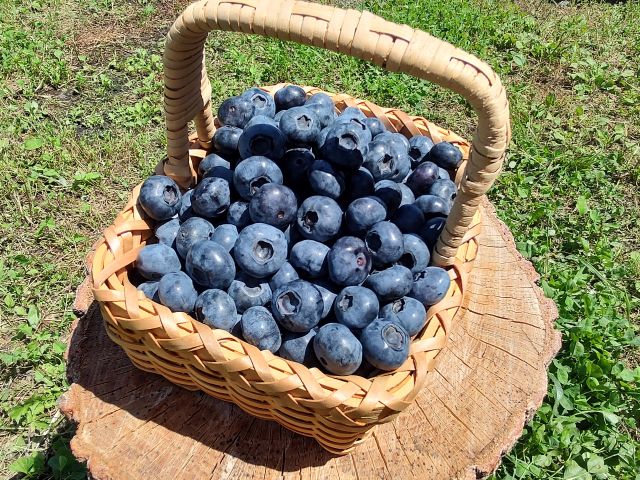 カゴいっぱいに摘んだブルーベリー(約1キロ)
