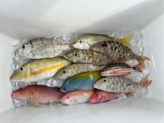 まるで市場のようなクーラーボックス