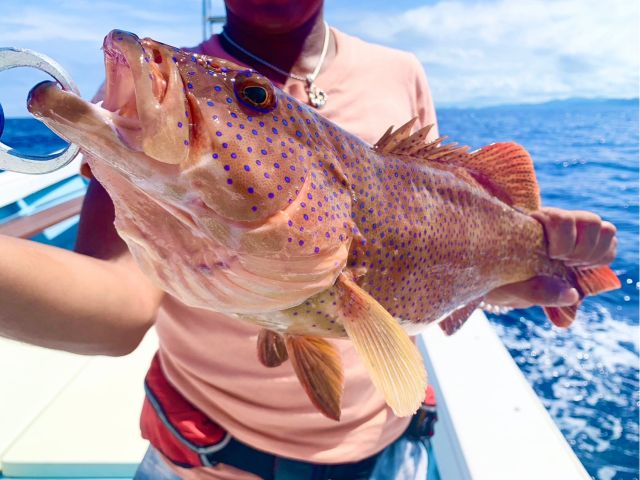 高級魚”アカジンミーバイ”