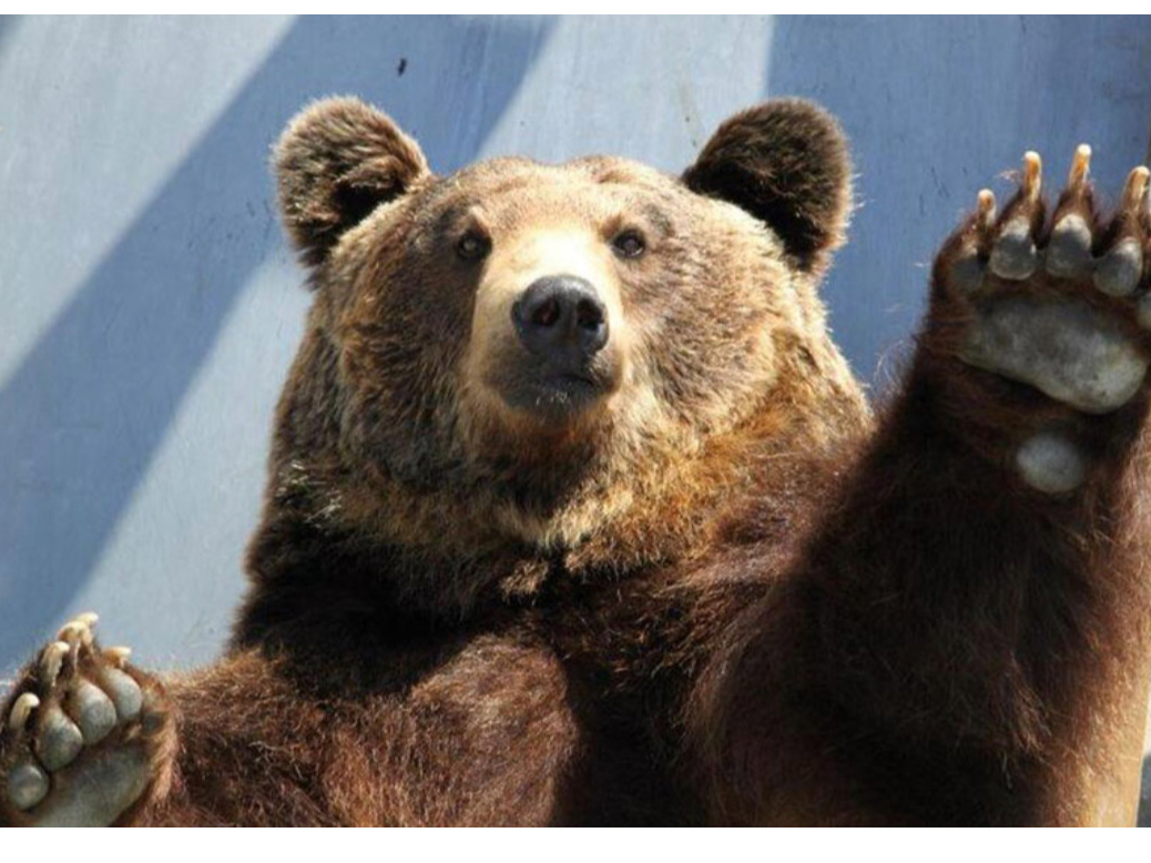 クマの牧場 クマ