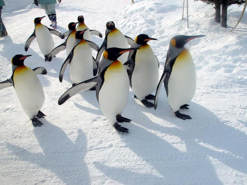 冬の北海道を堪能!北海道札幌発日帰りバスツアー 旭山動物園+白ひげの滝+ニングル...
