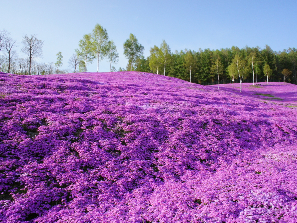 �ł����������