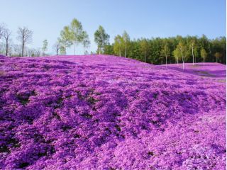 芝ざくら滝上公園