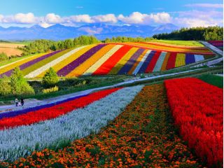 富良野・美瑛 日帰りバスツアー