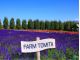 ファーム富田